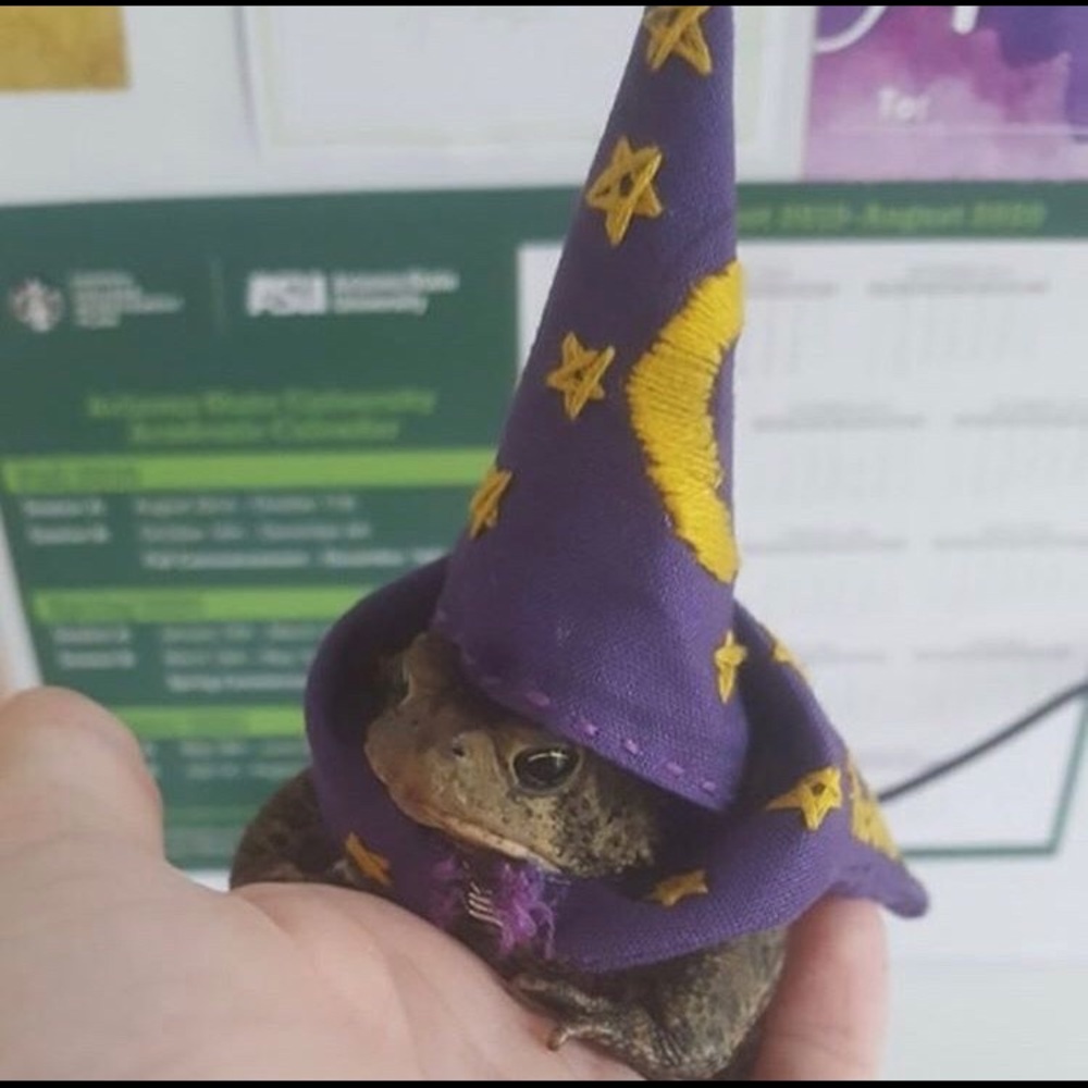 Meet your Posher, Frog